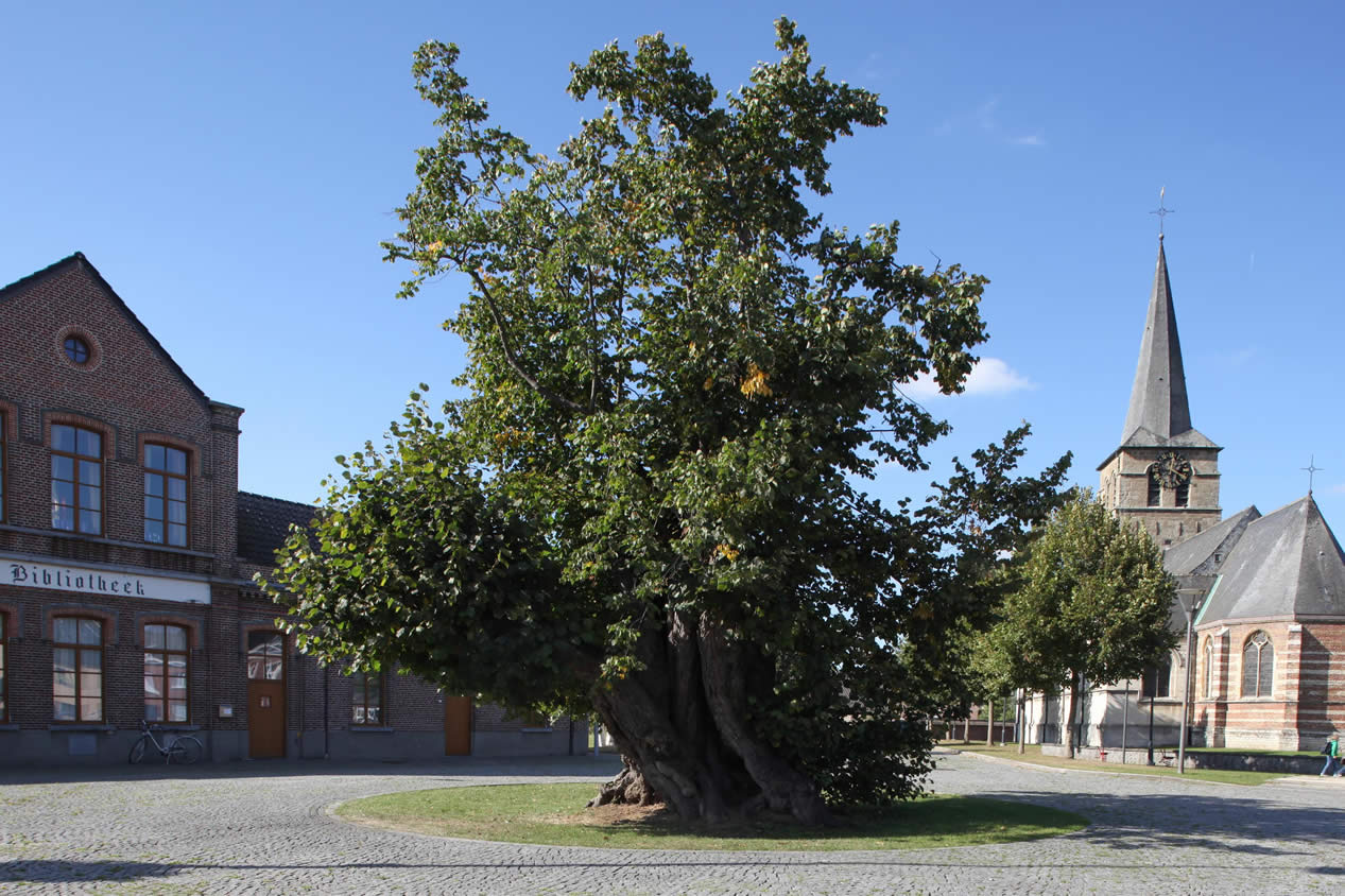2016-De-Dorpslinde-van-Massemen