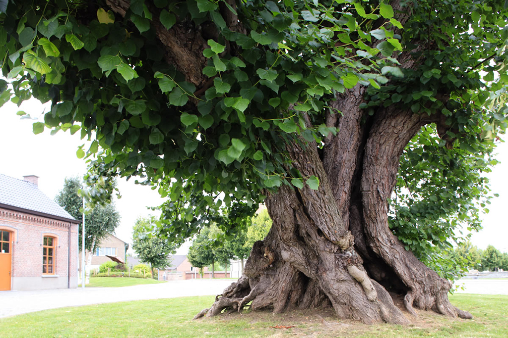 2016-De-Dorpslinde-van-Massemen-4