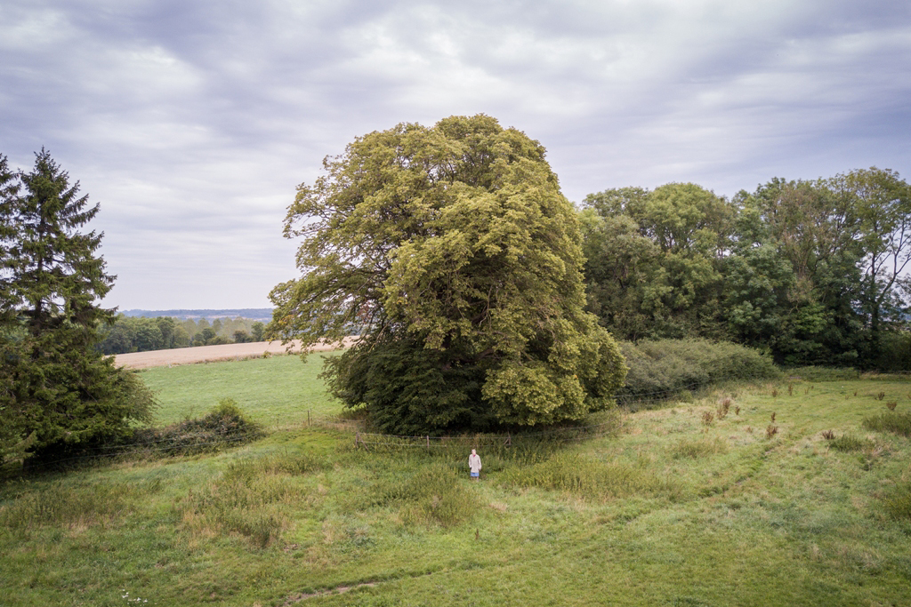 2017-De-Grote-lindeboom-van-Bioul-2