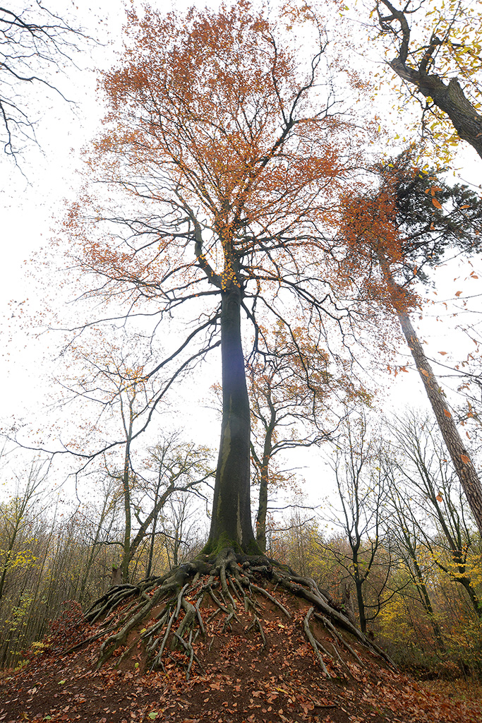 2018-OLV-Beuk-van-Lummen-1-1