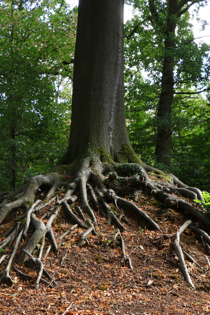 2018-OLV-Beuk-van-Lummen-3-1