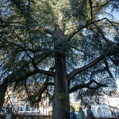 Cedre_Arlon_versions-web-10