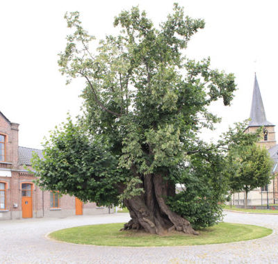 2016-De-Dorpslinde-van-Massemen-0-500x380