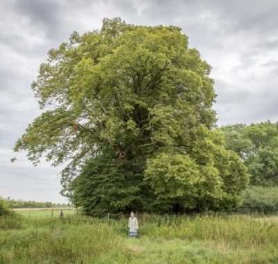 2017-De-Grote-lindeboom-van-Bioul-500x380