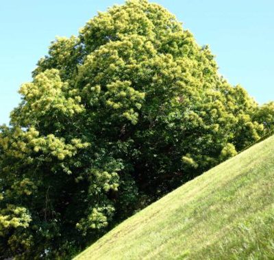 2020-West-Vlaanderen_new-500x380