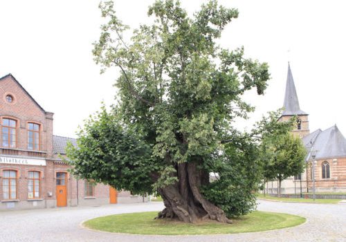 2016-De-Dorpslinde-van-Massemen-0-500x380