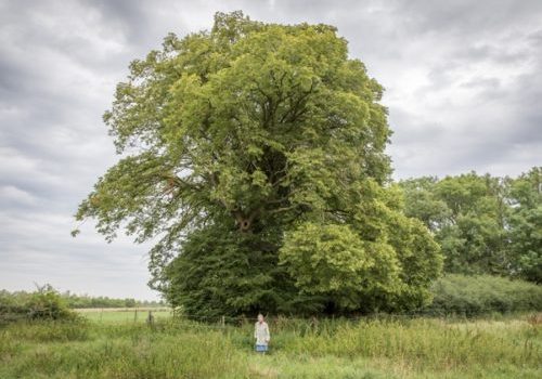 2017-De-Grote-lindeboom-van-Bioul-500x380