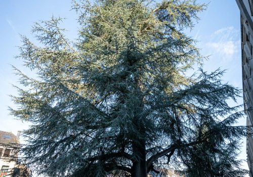 Cedre_Arlon_versions-web-1