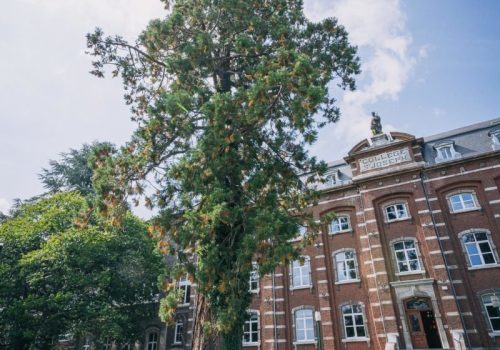 Sequoia_Virton_Web-7